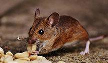 24 Hour & Emergency Exterminators in Rosemead, CA